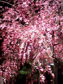 060408_1917001_1 060408_1917001_1