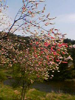 060512_1507002_1