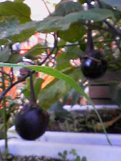 060714_0737001_1 060714_0737001_1