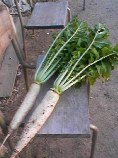 060927_1733001 060927_1733001