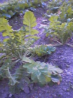 060927_1733002 060927_1733002