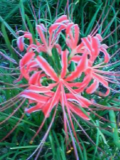 060927_1742001 060927_1742001