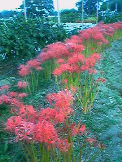 060927_1746001 060927_1746001