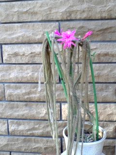 070521_06530001 070521_06530001