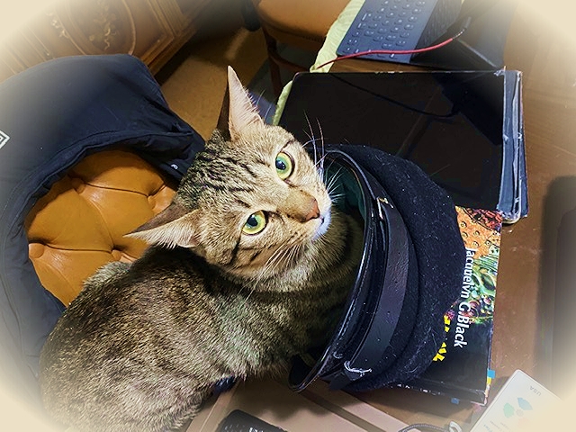 20203_20200330085901 20203_20200330085901